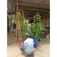 Bibit Bibit Durian Musangking 1,5meter