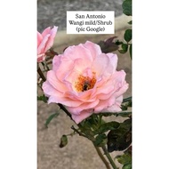 Ownroot Rose Id San Antonio - Wangi mild, Shrub (pic 31Jul)