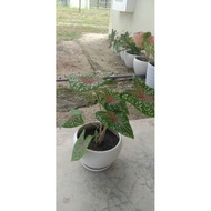 Live plant : red flash caladium