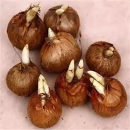 Sprout Medicinal Saffron Planting Ball Saffron Saffron Plant Autumn Winter Cold-Resistant Potted Flo