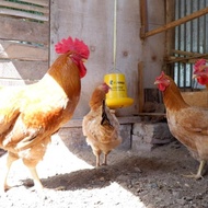telur tetas ayam merawang | telur fertil