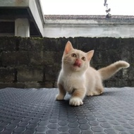 BERKUALITAS kucing munchkin male