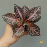 ฟรองซัว ยูโฟเบีย(Eeuphorbia Francoisii Hybrid) ไม้อวบน้ำ