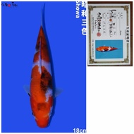 Ikan Koi Import Showa Impor Farm ISA 18cm Serti Koi Import Murah Showa