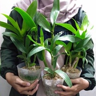 Anggrek dendrobium dewasa siap berbunga