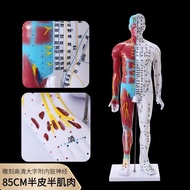 Acupuncture Model Human Body Meridian Location Traditional Chinese Medicine Whole Body Twelve Small 