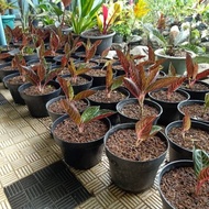 Unik tanaman aglaonema aglonema red sumatra fried sumatra Murah