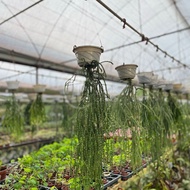 TKL - Lycopodiopsida Clubmoss/Spikemoss Plant 石松纲/蕨类