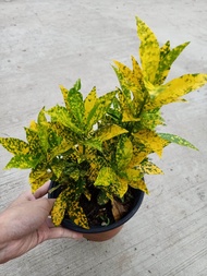 [Paling Horticulture Sdn Bhd] Pokok Puding Kuning | Codiaeum Yellow | Yellow Croton | Pokok Hiasan H