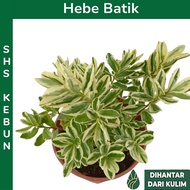 Hebe batik Hebe speciosa 'Variegata' Outdoor Full sun Live Plant SHS Kebun