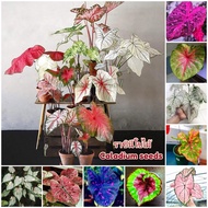 จัดส่งในพื้นที่ ต้นบอนสี "ราชินีใบไม้" 100เมล็ด บอนสี Caladium Seeds Flower Seed Plants เมล็ดบอนสี บ