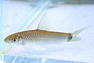 【成崧水族】小猴飛狐 除藻魚 小猴飛狐魚 鰍科 小型魚 觀賞魚