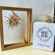 空氣鳳梨立體畫