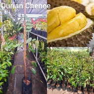 benih pokok durian chenee