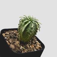 zac.culent - Euphorbia stellispina (Succulent Cactus)