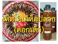 เชื้อเห็ดโคน เห็ดปลวก (ดอกเล็ก) บรรจุ 1 ขวด ขนาด 500 ML. มีของแถมทุกออเดอร์