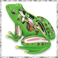 [I O J E] 4D Frog Anatomy Model Detachable Frog Organs STEM Biology Education Teaching Aid Early Lea