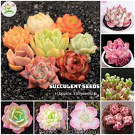 [Ready Stock] Mixed Rare Succulent Seeds for Sale (100 seeds/pack)丨Bonsai Seeds for Planting Flowers Potted