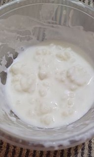 奶克菲爾菌種milk kefir grains 20g