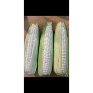 Grade AA Cameron Highland Milky Juicy Sweet White Corn (>400gm/pc)