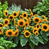 Dwarf Big Smiley Sunflower - 10seed / Benih Bunga Matahari Smiley [Tanam Pasu]