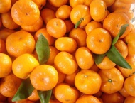 Buah Jeruk Shantang Daun Manis Mandarin