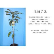 心栽花坊-海頓芒果/嫁接苗/水果苗/芒果苗/售價160特價130