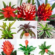 [Bromeliad] Bromeliad collection series Fire ball Voodoo doll variegated by LS Group