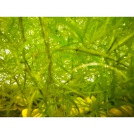 Guppy Grass Plants Najas guadalupensis for Guppy & Shrimp