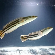 [TS] Ikan Toman Channa Micropeltes Ikan Hias Ikan Predator