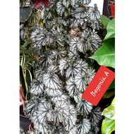 Begonia plant - pokok asam batu