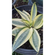 Mini Golden Mother-in-Law's Tongue Ornamental Plant Ready to Plant 20cm new