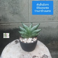 ต้นลิ้นมังกรแคระ ว่านงาช้างแคระ มินิบอนเซล กระถาง 3" Mini Boncel Sansevieria ฟอกอาก่าศดี ปลูกในห้องน