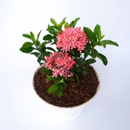 Asoka Jambon pink berbunga - Tanaman Asoka Jambon Tanaman Asoka Pink Tanaman Asoka Mini