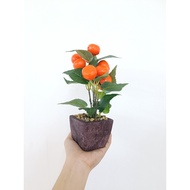 Bonsai Kiat Kiat  Artificial Plant  Bonsai A Small Trees Growing in a Container