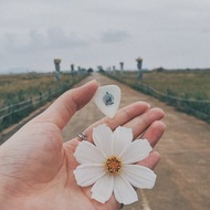 【客製化禮物】夜光單花小繡球單結他撥片 Flowers Guitar Pick