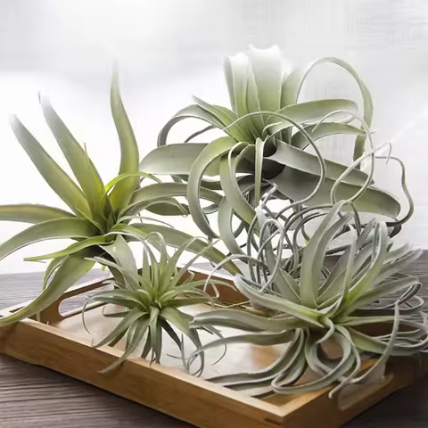 Artificial Flocking Fake Bromeliads Air Plants Hanging Simulation Tillandsia Plants For Home Wedding