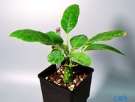 琉桑 Dorstenia / 另售龜甲龍、索馬里葡萄甕、念珠橄欖