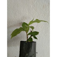 Insulin Plant Pokok Insulin Pokok Kolesterol Pokok Kanser Ulam Semulajadi Kencing Manis Diabetes Cha