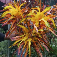 Pokok Puding ID Judo Gold Rare (Keli Oren)Cantik🔥
