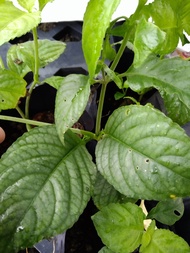 Anak pokok nilam pandan