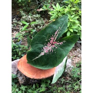 Rare Florida Hybrid Caladium - Mr &amp; Mrs Hartman