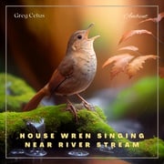 House Wren Singing Near River Stream Greg Cetus