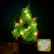 Lemon Cypress Gold Crest Pine Plant IOB