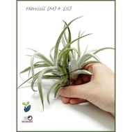 AIR PLANT TILLANDSIA HARRISII (S/M) AIRPLANT 空气草 空气凤梨 无土植物