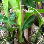 Anak Pokok Pisang Emas💟💟💟