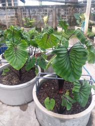 Colocasia Pharaoh's Mask หรือ "โคโลคาเซียหน้ากากฟาโรห์" เป็นบอนนอกหรือบอนนำเข้า เป็นพืชเขตร้อนเหมาะสำหรับบ้านเรา น้องเลี้ยงง่ายและโตไว.