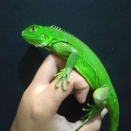 iguana green het blue juve