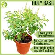 [Local Seller] Holy Basil Tulsi Edible Fresh Herb Houseplant Indoor Outdoor Plant | The Garden Bouti