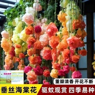 Silk Begonia Flower Seed Repellent Mosquito Repellent Double-Petaled Climbing Vine Plant Easy-to-Liv